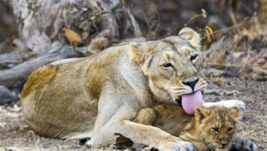 286 Asiatic lions, 456 leopards died in Gujarat in two years: Minister