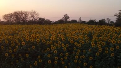 Sunflower farmers lose out on MSP in Siddipet market yard because of unavailability of gunny bags.
