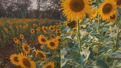 Viral: Sunflower field near Hyderabad is the new must-visit spot
