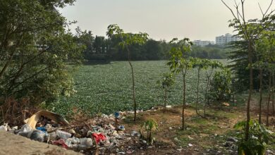 Banjara Lake in Hyderabad covered in water hyacinth