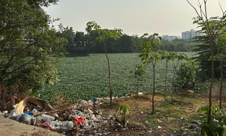 Banjara Lake in Hyderabad covered in water hyacinth