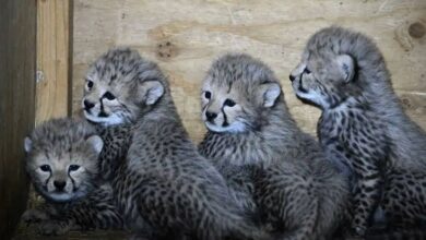 Cheetah Cubs
