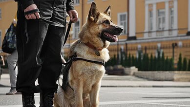 A guard holds the leash of a dog.