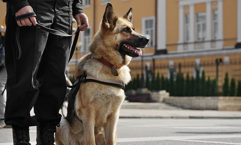 A guard holds the leash of a dog.