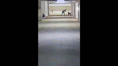 A man throws a puppy inside a building at Macha Bollaram