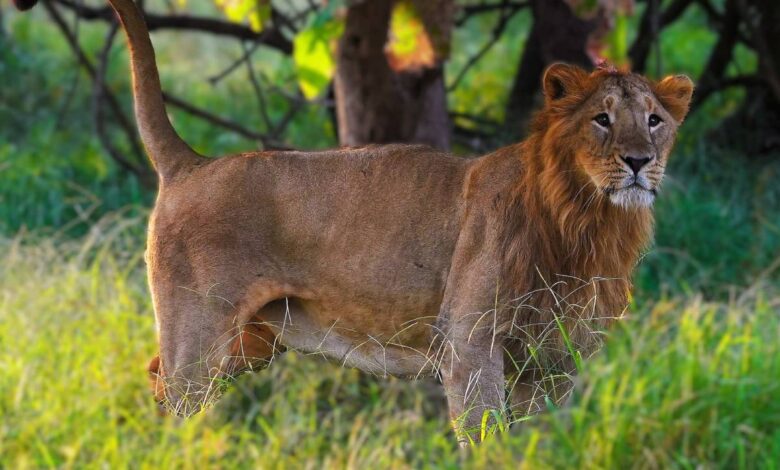 The Reluctant Roar: Asiatic lions and their fight for survival