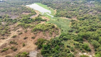 Expect ecological crisis if Kancha Gachibowli forest is razed down, says report
