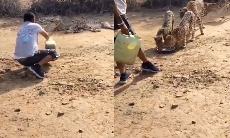 A man offers water to cheetahs at Kuno National Park
