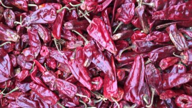 Warangal tomato chilli