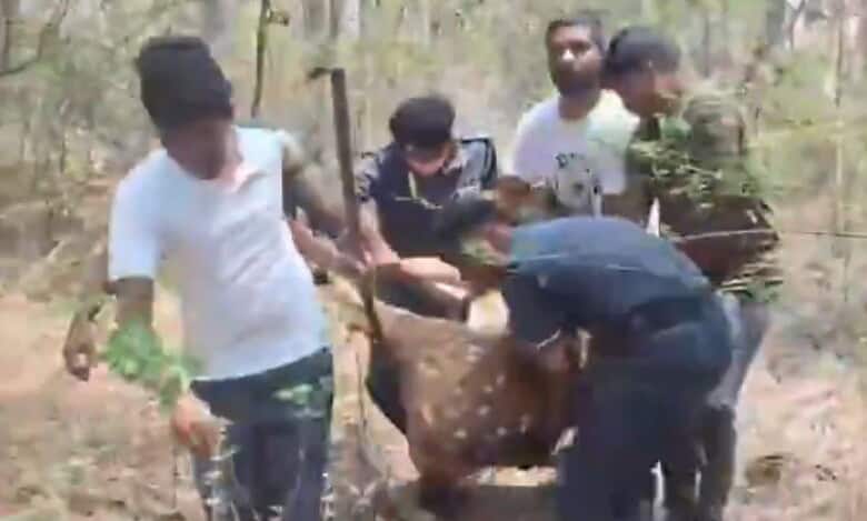 Spotted deer rescued inside HCU campus.