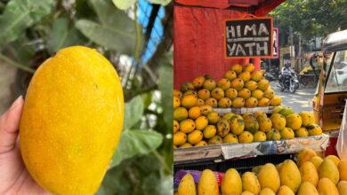 Himayat mango in Hyderabad