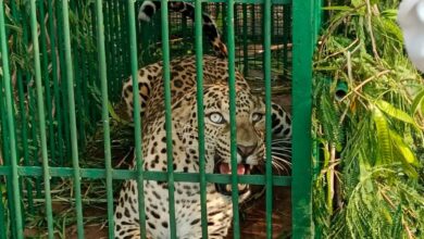 A captured leopard inside a forest department cage at ICRISAT campus near Hyderabad.