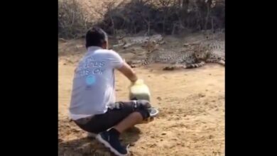 man offering water to a cheetah