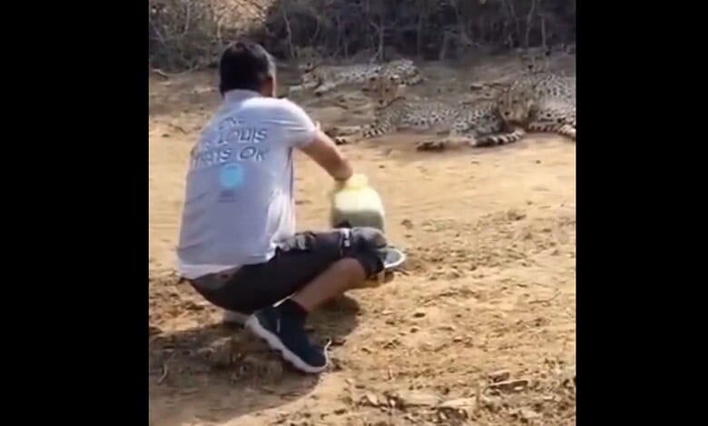 man offering water to a cheetah