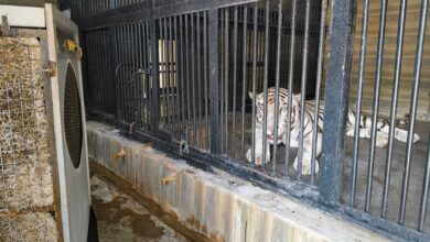 air cooler arranged for white tiger in Hyderabad zoo park.
