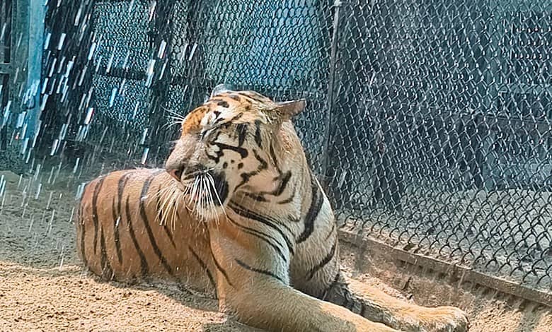 Tiger enjoying sprinkler.