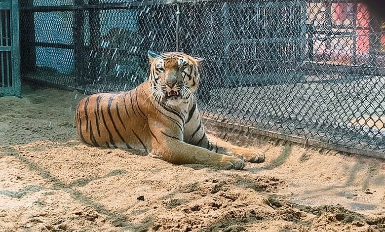 Tiger in the Hyderabad zoo
