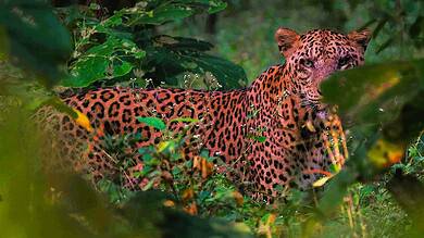 Leopard in the jungle