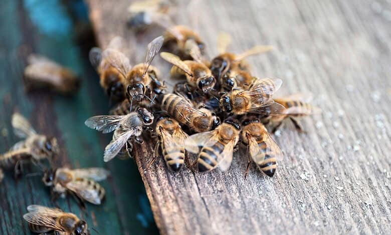 A swarm of bees gathers on a wooden surface, linked to a deadly bee attack at Telangana coal mine.
