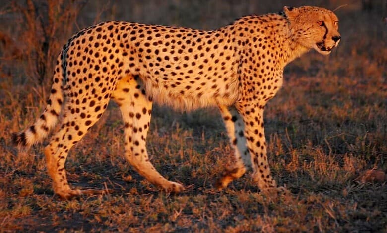 Cheetah