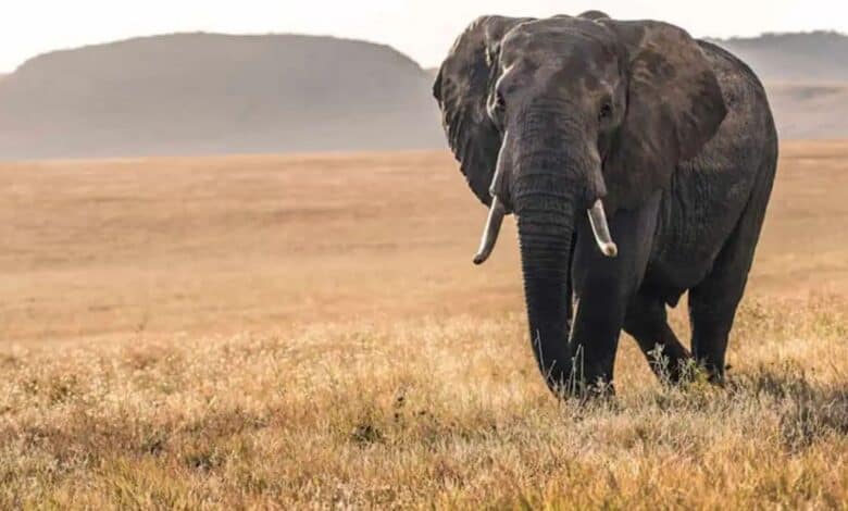 An African elephant with large tusks walks through golden grasslands with distant hills in the background under a clear sky.