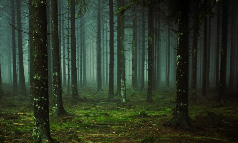 Representational Image of dense green forest