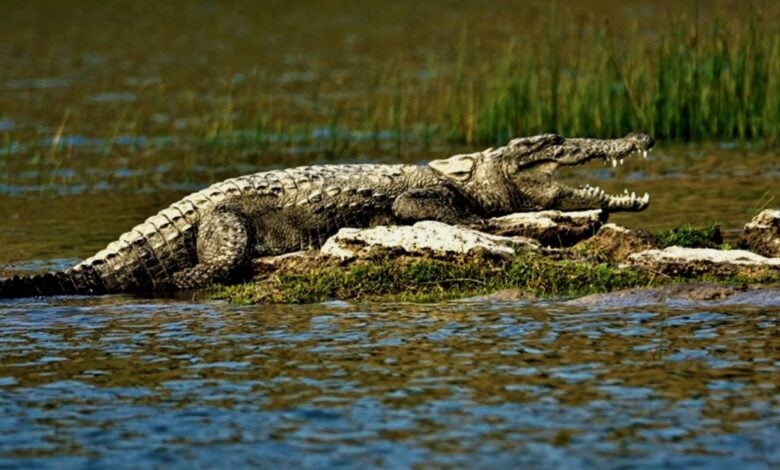 Silent survivors: Crocodile conservation in Telangana’s heartland