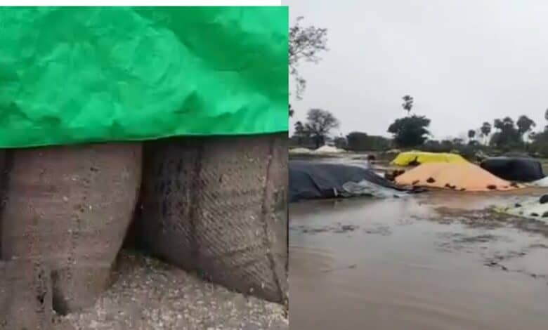 Heavy rains in Telangana damage paddy produce in procurement centres on Wednesday, May 21, 2025.
