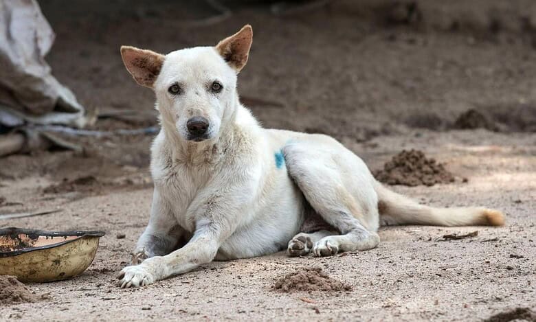 The image shows a picture of a stray dog for an attack story in Hyderabad