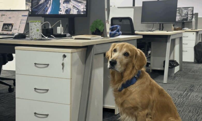 The image displays a picture of a golden retriever named Denver