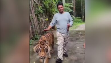 The image displays a picture of an Indian man with a chained tiger in Thailand