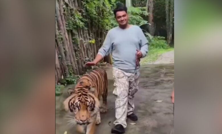 The image displays a picture of an Indian man with a chained tiger in Thailand