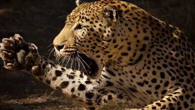 Closeup of a leopard growling for a story of spotting in human habitations in Hyderabad