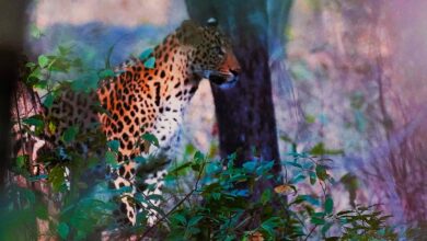 Leopard in Hyderabad