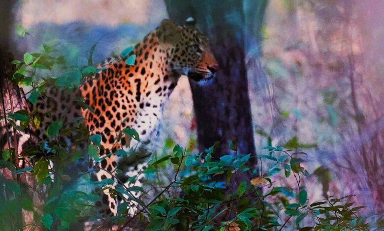 Leopard in Hyderabad