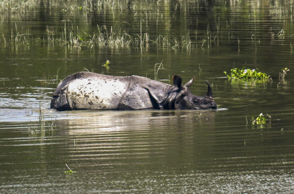 Flood in Assam