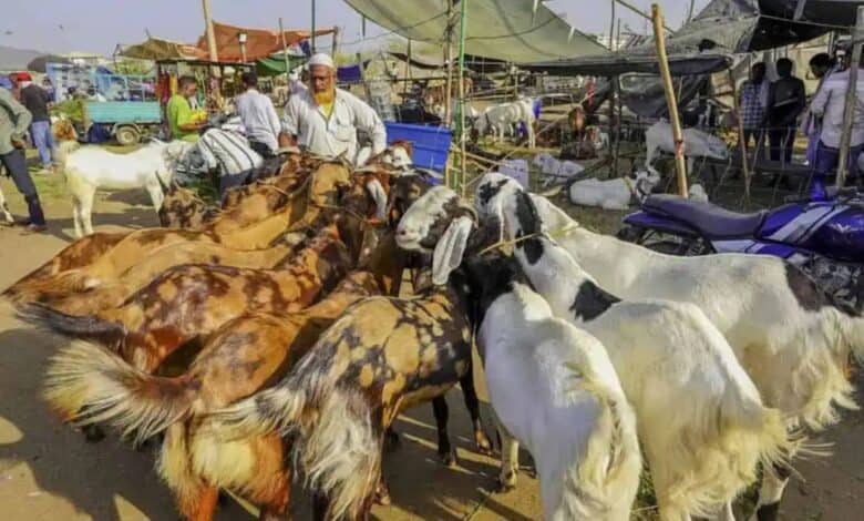 Bakra- goat- Eid ul Adha