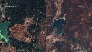 Image shows Kancha Gachibowli land in November 2024 and April 2025