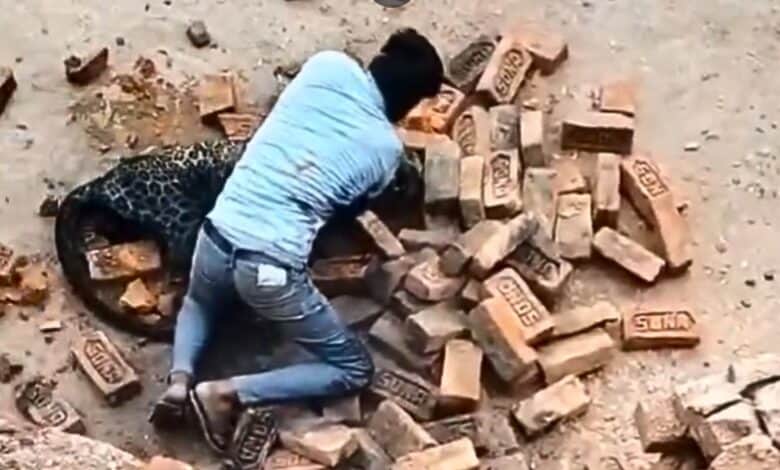 UP labourer wrestles leopard with bare hands, video goes viral