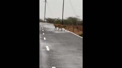 Cheetahs from Kuno national Park spotted in Madhya Pradesh