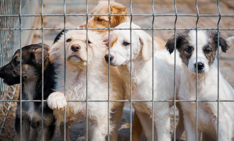 PETA India alleges animal cruelty at Palamur Biosciences, urges action
