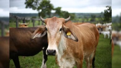 A cow with identification tags on its ears stands in a green pasture with other cattle in the background—used to illustrate a story on cow theft in Hyderabad/Secunderabad