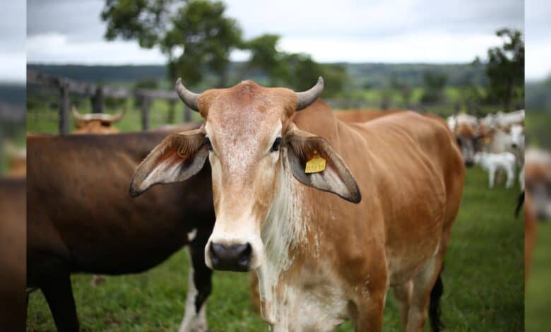 A cow with identification tags on its ears stands in a green pasture with other cattle in the background—used to illustrate a story on cow theft in Hyderabad/Secunderabad