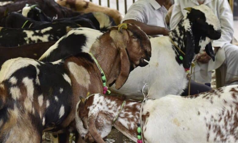 The image displays a picture of goats for sacrifice for Bakrid