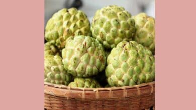 Balanagar Custard Apple