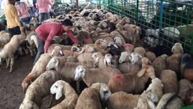 Qurbani services in Hyderabad ahead of Eid Al Adha 2025.