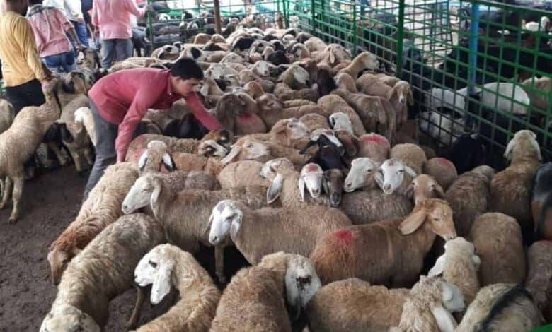 Qurbani services in Hyderabad ahead of Eid Al Adha 2025.