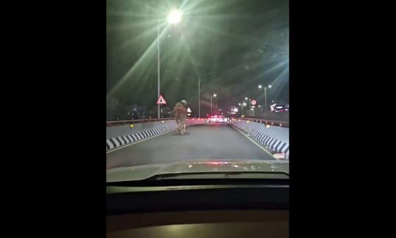 Man rides camel on PVNR Expressway in Hyderabad