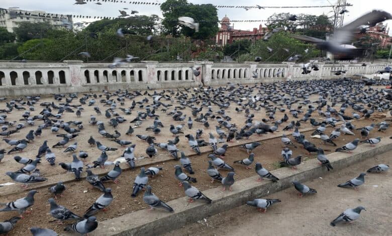 Pigeons on the Musallam Jung Bridge in Hyderabad