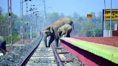 Goods train stopped to enable elephant